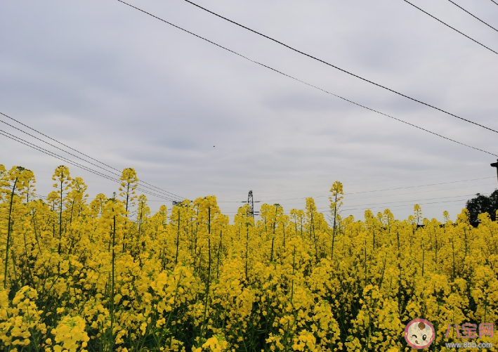 看油菜花的說說一句話 看油菜花說說朋友圈