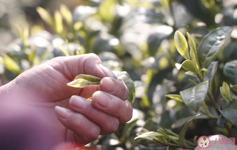 倒春寒一般是什么時候 2020有倒春寒嗎 倒春寒一般是什么時候 2020有倒春寒嗎