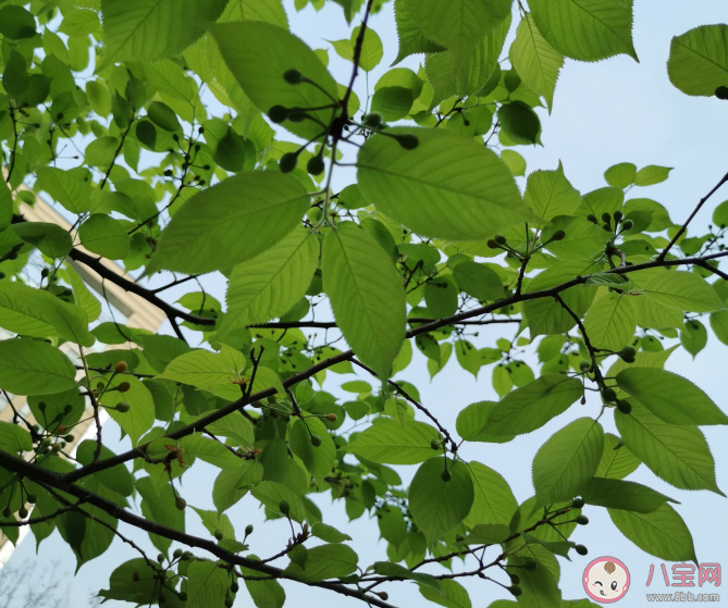 戴口罩上班心情句子 上班戴口罩心情感慨朋友圈 戴口罩上班心情句子 上班戴口罩心情感慨朋友圈