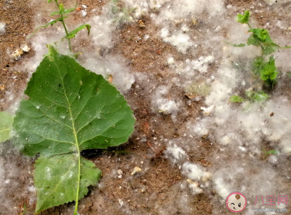 楊柳絮會(huì)造成什么危害 對(duì)楊柳絮過敏怎么辦