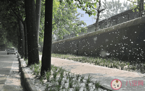 楊柳絮會(huì)造成什么危害 對(duì)楊柳絮過敏怎么辦