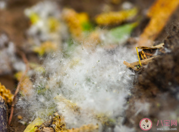 楊柳絮會(huì)造成什么危害 對(duì)楊柳絮過敏怎么辦