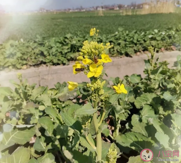 上網課的日子里作文800字 關于上網課的日子里作文5篇 上網課的日子里作文800字 關于上網課的日子里作文5篇