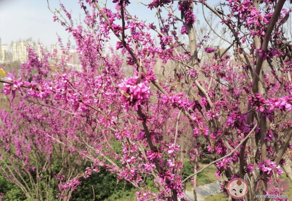 在家上網課的日子作文700字 2020在家上網課的日子作文分享