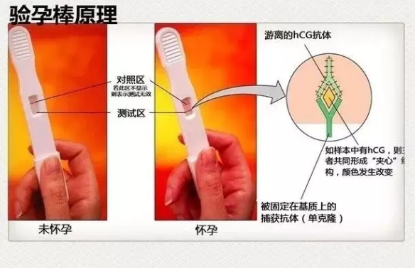 驗孕棒一定要用晨尿嗎 驗孕棒怎么使用圖解法 驗孕棒一定要用晨尿嗎 驗孕棒怎么使用圖解法