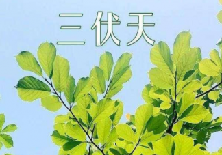2020三伏天什么時候開始 三伏天如何養生調理
