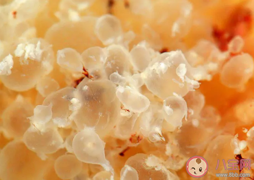 葡萄胎是什么  葡萄胎葡萄胎清宮痛嗎