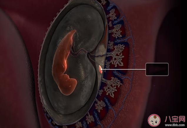 大部分胎停育發(fā)生在多少周 發(fā)生胎停育怎么辦