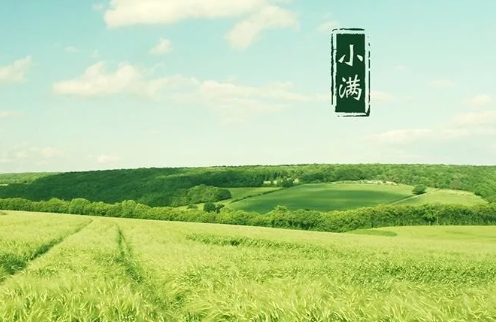 小滿節氣手抄報圖片大全 小滿手抄報最漂亮模板