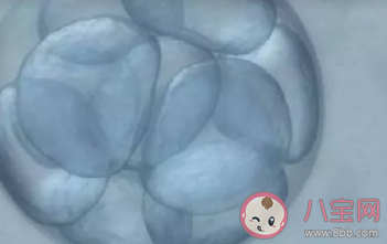 支持單身女性冷凍卵子嗎 為什么未婚女性不可以 支持單身女性冷凍卵子嗎 為什么未婚女性不可以