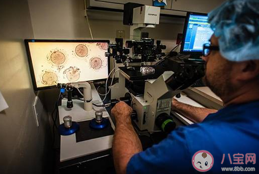 你能接受單身女性冷凍卵子嗎 冷凍卵子可以保持多久 你能接受單身女性冷凍卵子嗎 冷凍卵子可以保持多久