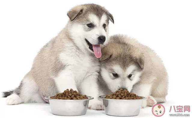 養狗從幾歲開始養比較好 第一次養狗要注意什么 養狗從幾歲開始養比較好 第一次養狗要注意什么