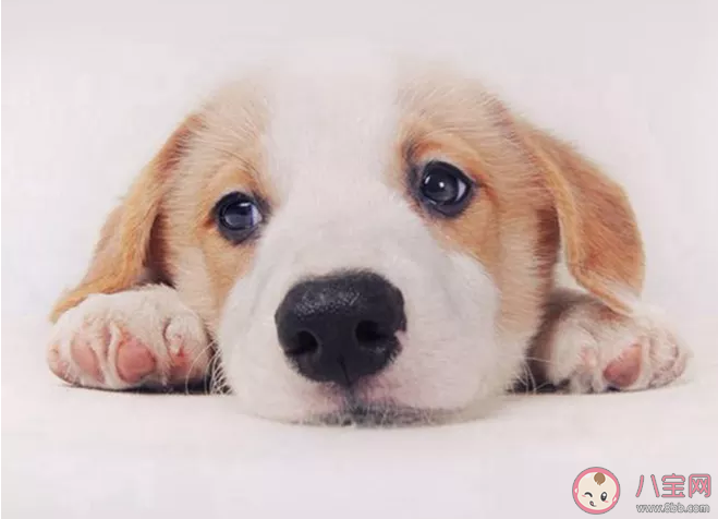 養狗從幾歲開始養比較好 第一次養狗要注意什么 養狗從幾歲開始養比較好 第一次養狗要注意什么