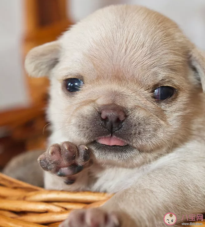 養狗從幾歲開始養比較好 第一次養狗要注意什么 養狗從幾歲開始養比較好 第一次養狗要注意什么