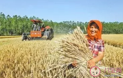 芒種節(jié)氣吃什么食物 芒種吃東西有什么講究