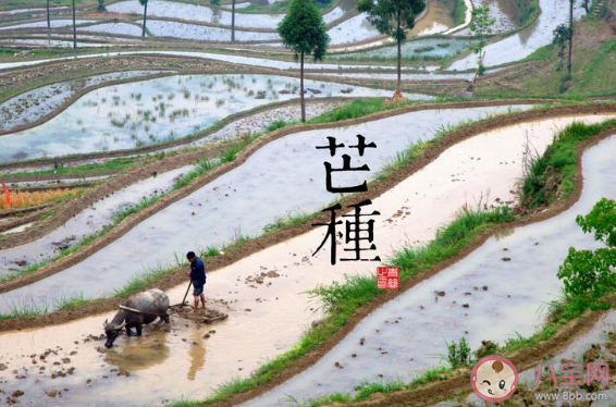 2020芒種節(jié)氣一句話問候語文案說說 2020芒種節(jié)氣朋友圈祝福語文案大全 2020芒種節(jié)氣一句話問候語文案說說 2020芒種節(jié)氣朋友圈祝福語文案大全