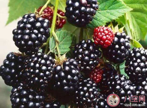 芒種節(jié)氣應(yīng)該吃什么水果 芒種節(jié)氣哪些水果可以吃