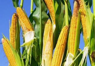 玉米熱量高為什么還減肥  晚上吃一根玉米會胖嗎