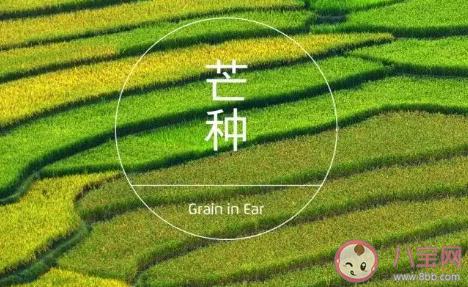 2020芒種文案怎么寫有創意 芒種創意文案大全