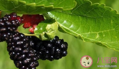 芒種后吃什么水果養生 芒種后的養生水果推薦 芒種后吃什么水果養生 芒種后的養生水果推薦