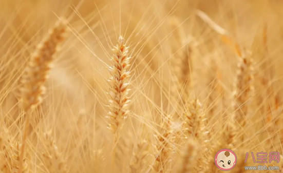 關于芒種節氣的古詩有哪些 描寫芒種古詩詞大全