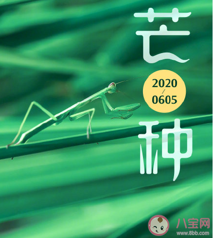 今日芒種節(jié)氣發(fā)朋友圈文案句子 適合芒種發(fā)的朋友圈說(shuō)說(shuō)