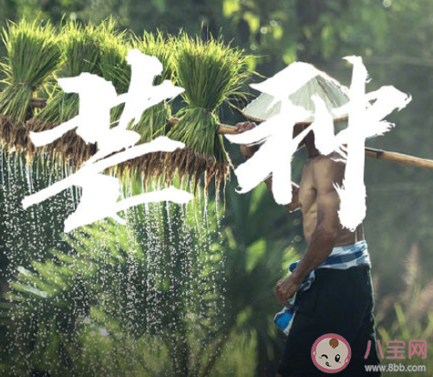 芒種早安文案句子2020 芒種節氣早安語錄說說