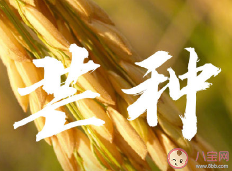 芒種早安文案句子2020 芒種節氣早安語錄說說