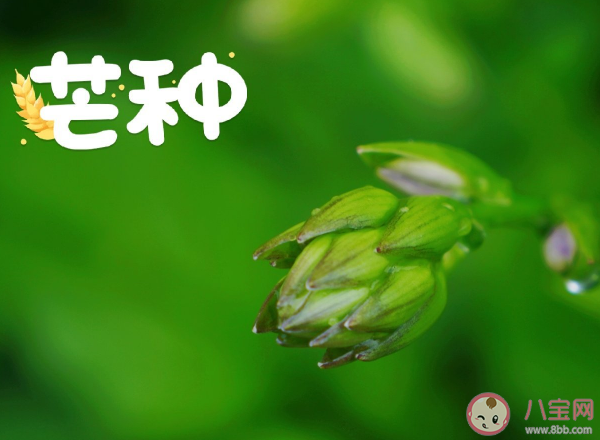 芒種節(jié)氣早安溫暖問候語句子 芒種節(jié)氣早安心語說說大全