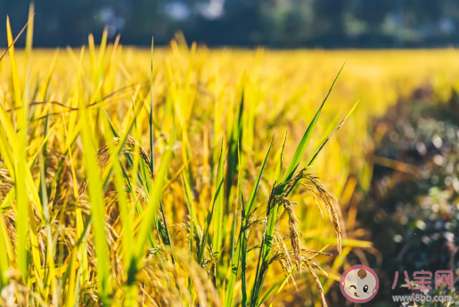 2020芒種節氣幾點幾分開始 今天芒種的具體時間什么時候