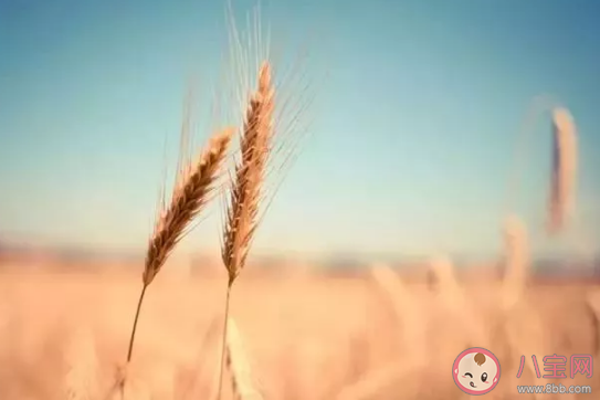 2020芒種節氣幾點幾分開始 今天芒種的具體時間什么時候