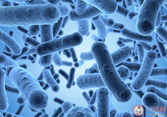 吃大蒜/用牙膏能殺死幽門螺桿菌嗎 益生菌可以消滅幽門螺桿菌嗎 吃大蒜/用牙膏能殺死幽門螺桿菌嗎 益生菌可以消滅幽門螺桿菌嗎