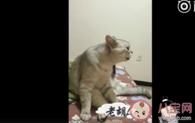 貓憂傷是什么狀態 貓咪憂傷的時候會有哪些表現