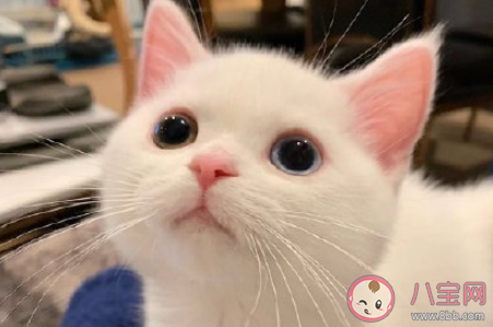 貓憂傷是什么狀態 貓咪憂傷的時候會有哪些表現