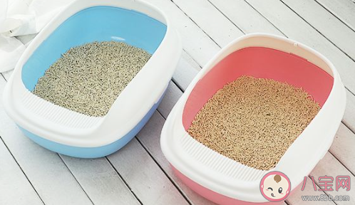 養貓每個月的開銷是多少 養貓一個月得花多少錢