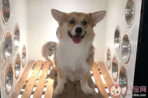 養狗一個月要花多少錢 養狗一年的花銷計算 養狗一個月要花多少錢 養狗一年的花銷計算