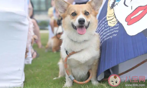 養狗和養貓哪個更花錢 養狗養貓哪個更好