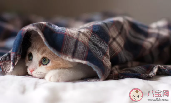 養狗和養貓哪個更花錢 養狗養貓哪個更好 養狗和養貓哪個更花錢 養狗養貓哪個更好