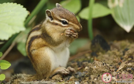 為什么要刷牙的晚安故事 為什么不可以不刷牙 為什么要刷牙的晚安故事 為什么不可以不刷牙