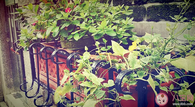 梅雨季節濕氣重如何祛濕 梅雨季節濕氣重怎么辦