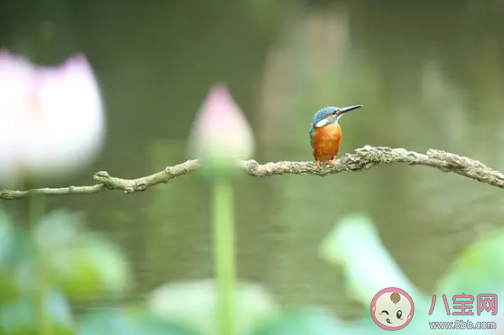 2020夏至手抄報圖片大全 簡單漂亮夏至手抄報模板