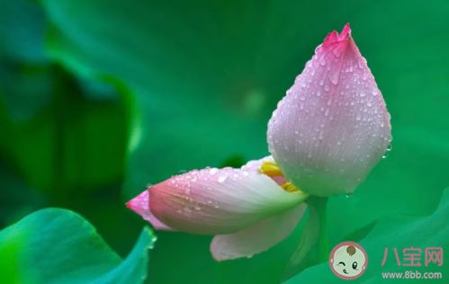 2020夏至文案怎么寫 夏至文案海報短句大全 2020夏至文案怎么寫 夏至文案海報短句大全