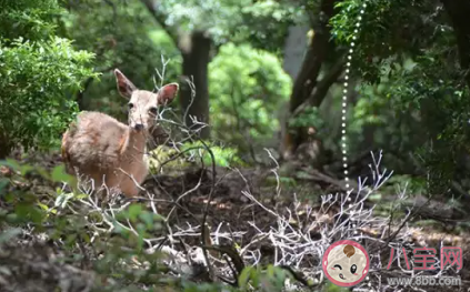 2020夏至文案怎么寫 夏至文案海報短句大全 2020夏至文案怎么寫 夏至文案海報短句大全