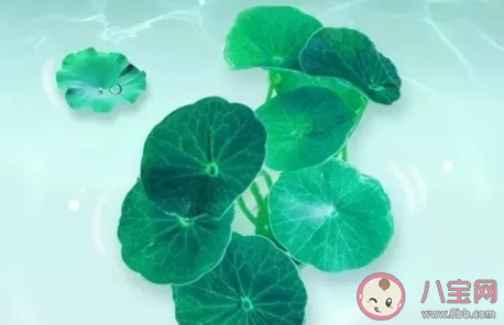 今日夏至的朋友圈文案 夏至到來的說說句子 今日夏至的朋友圈文案 夏至到來的說說句子