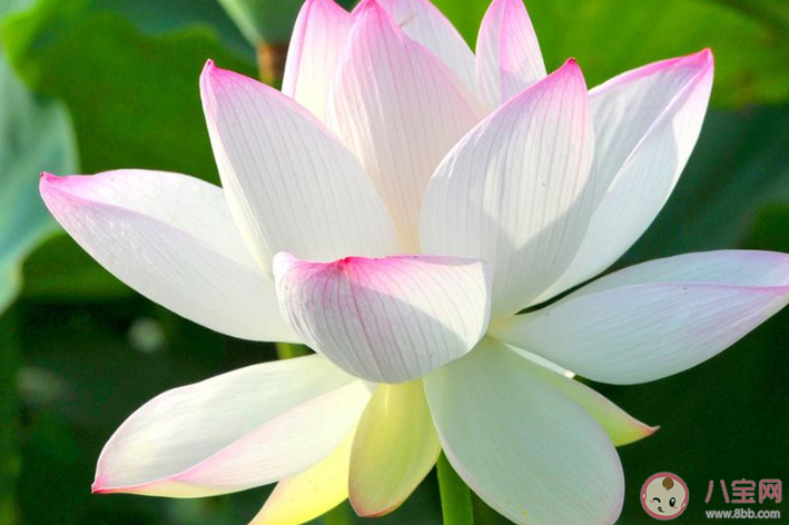 荷花開了的心情文案句子 荷花盛開的說說怎么發(fā)