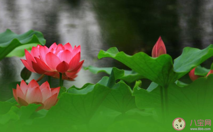 荷花開了的心情文案句子 荷花盛開的說說怎么發(fā)