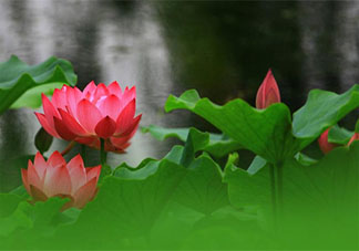 荷花開了的心情文案句子 荷花盛開的說說怎么發