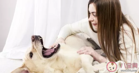 狗狗打完疫苗多久可以洗澡 狗狗打完疫苗注意事項