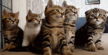 五只小貓搖頭表情包動圖 無價之姐主題曲搖頭表情包