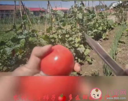 切到番茄的大動脈了是什么意思什么梗 切到番茄的大動脈了梗的出處是什么 切到番茄的大動脈了是什么意思什么梗 切到番茄的大動脈了梗的出處是什么